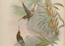 White-tailed Sabrewing