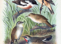 White-tailed Stonechat