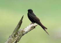 White-tailed Swallow