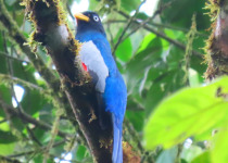 White-tailed Trogon