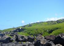 White-tailed Tropicbird