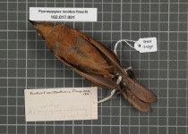 White-tailed Warbler