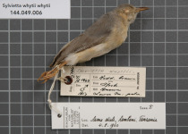 White-tailed Warbler