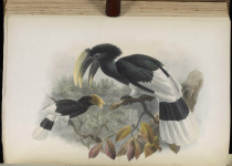 White-thighed Hornbill