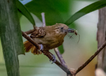 White-throated Antbird