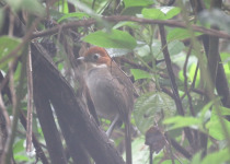 White-throated Antpitta