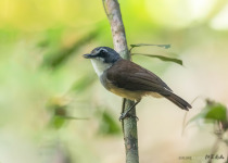 White-throated Babbler