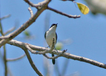 White-throated Bushchat