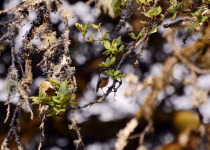 White-throated Bushtit