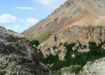 White-throated Caracara
