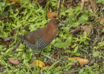 White-throated Crake