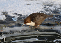 White-throated Dipper
