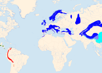 White-throated Dipper