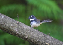 White-throated Fantail