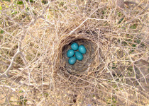 White-throated Fantail