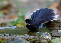 White-throated Fantail
