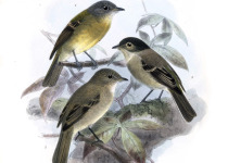 White-throated Flycatcher