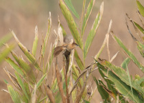White-throated Gerygone