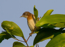 White-throated Gerygone
