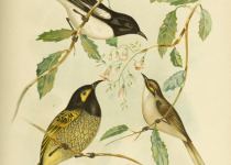 White-throated Grasswren