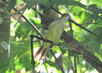 White-throated Greenbul