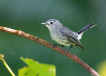 White-throated ground dove