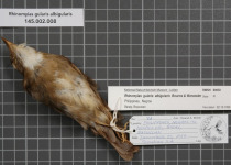 White-throated Honeyeater