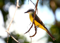 White-throated Kingbird
