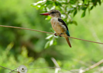 White-throated Kingfisher
