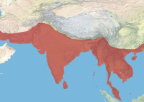 White-throated Kingfisher