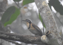 White-throated Laughingthrush