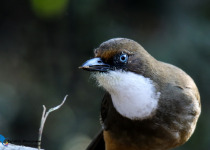 White-throated Laughingthrush
