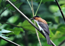 White-throated Laughingthrush