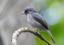 White-throated Mountain-Flycatcher
