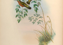 White-throated Mountain-gem