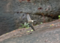 White-throated Needletail