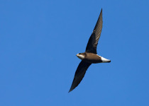White-throated Needletail