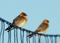 White-throated Needletail