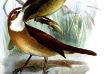White-throated Oxylabes