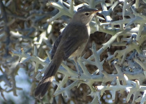 White-throated Oxylabes