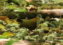 White-throated Pampa-Finch