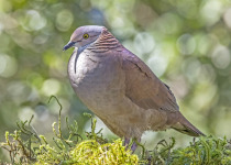 White-throated Quail-Dove