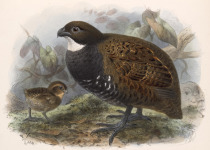 White-throated Quail-Dove