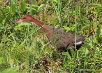 White-throated Rail