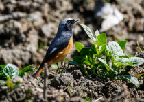 White-throated Redstart