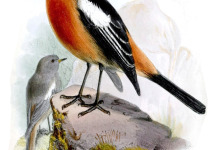 White-throated Redstart