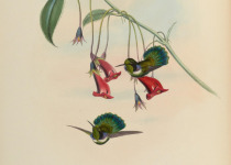 White-throated Rock Thrush