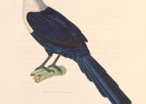 White-throated Rockfowl