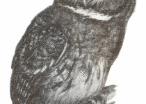 White-throated Screech Owl