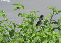 White-throated Seedeater